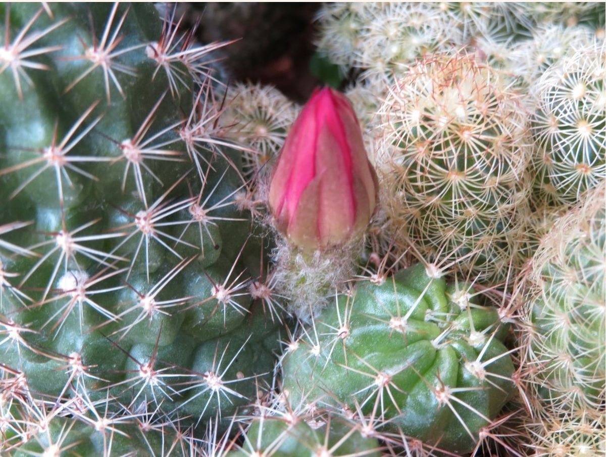 🌵サボテンに蕾みが...