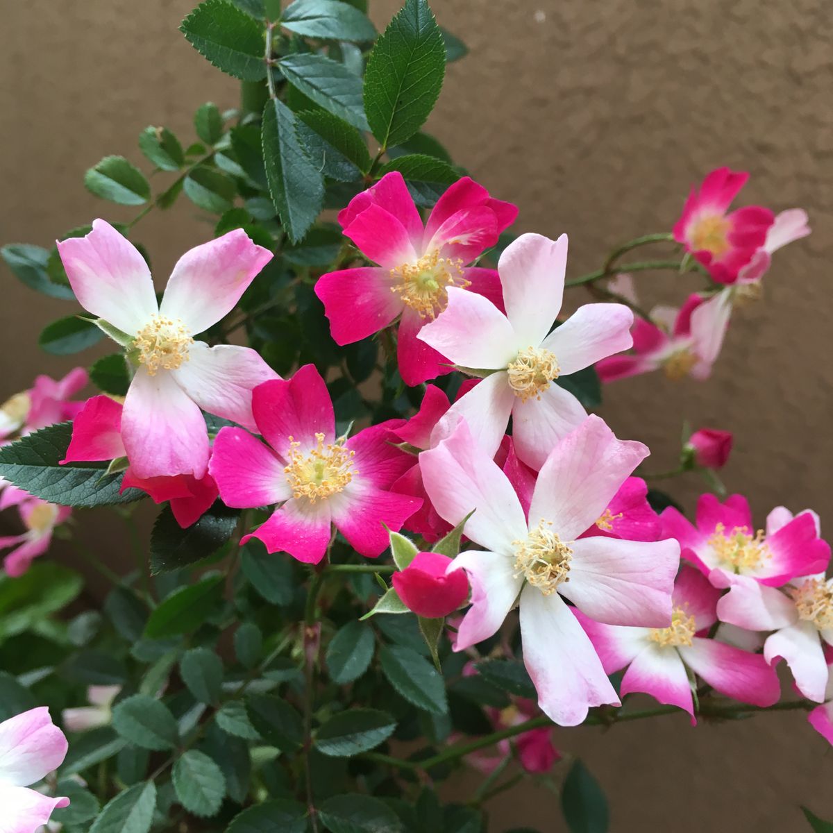 つる薔薇 「安曇野」