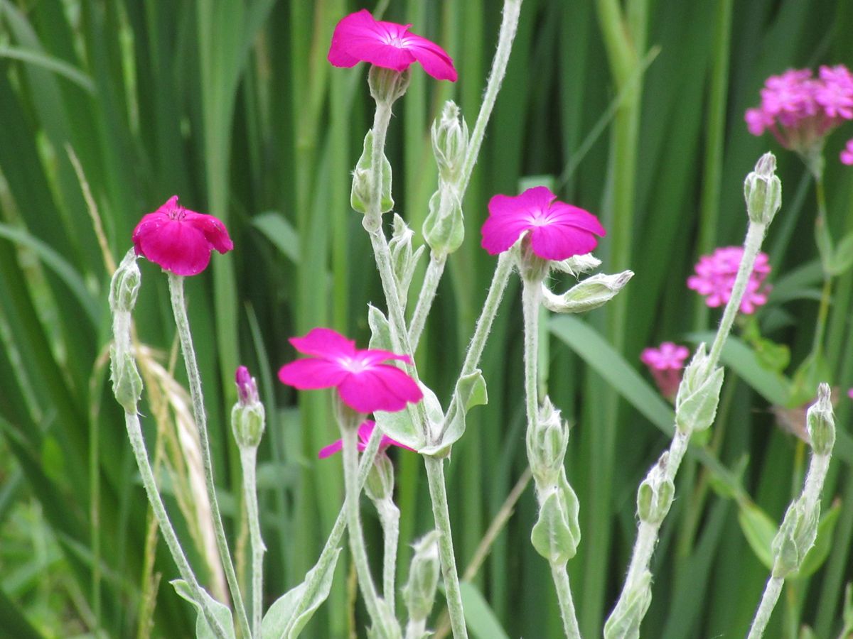 由愛(ゆめ)の花日記♪