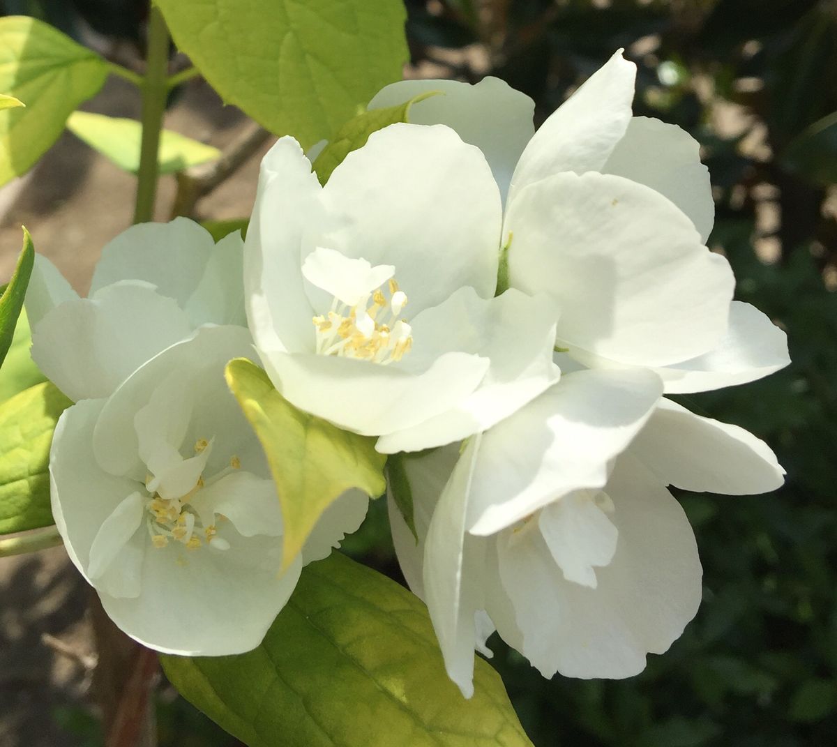 今日の花