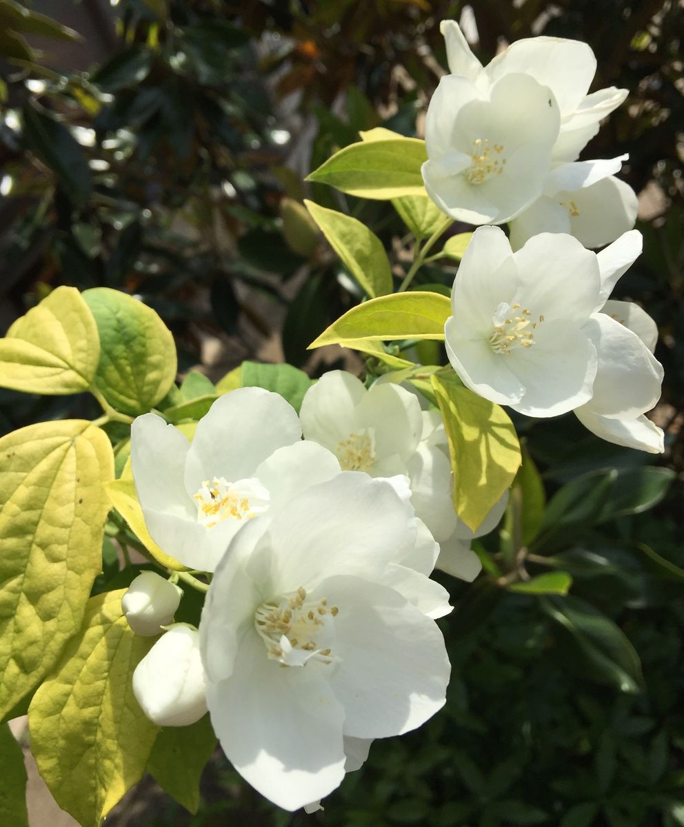 今日の花