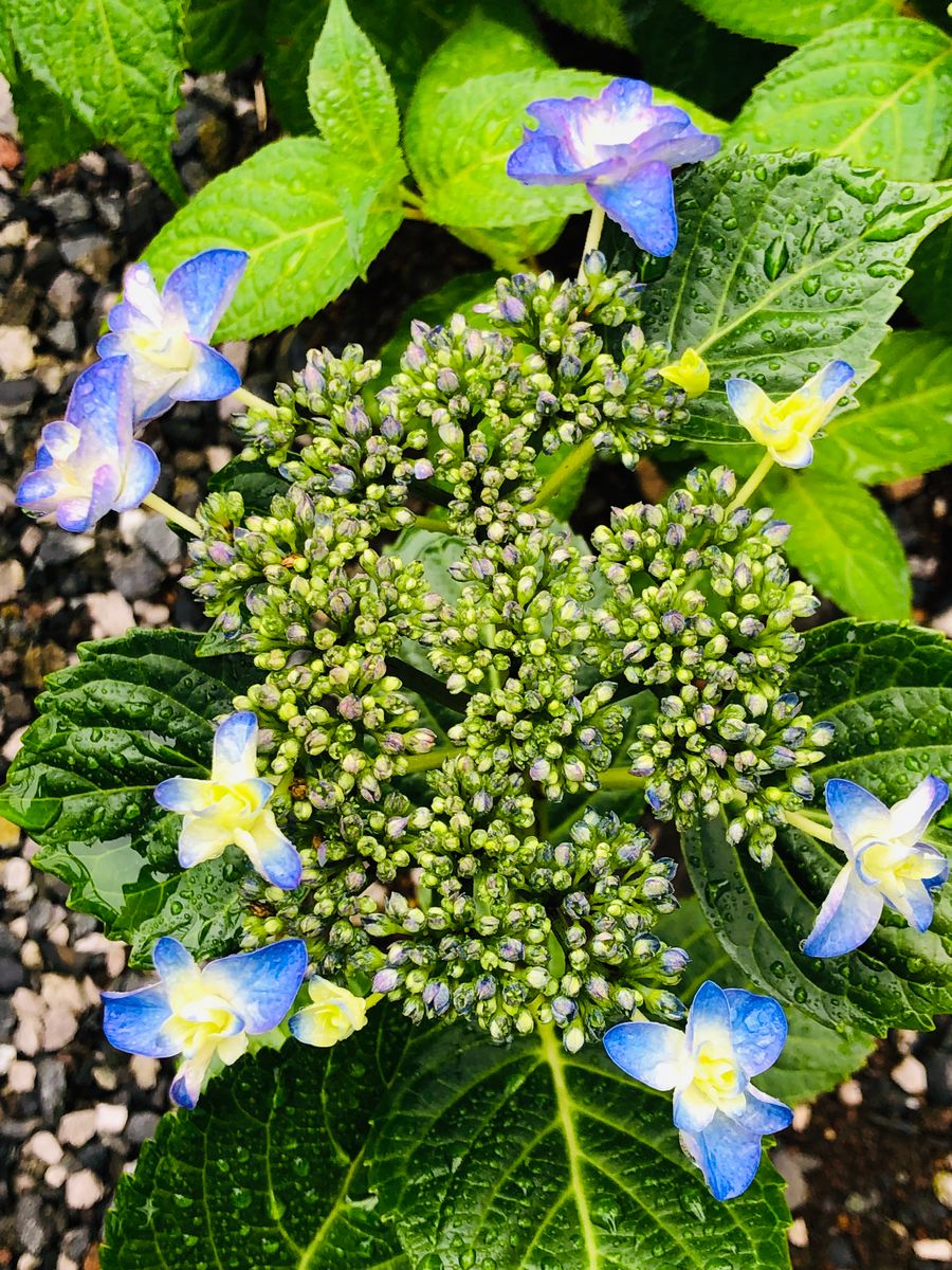 ようやく咲き始めた紫陽花その１🎵