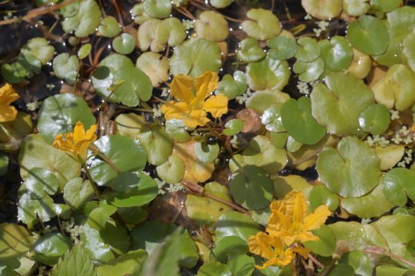 水生植物が咲いています