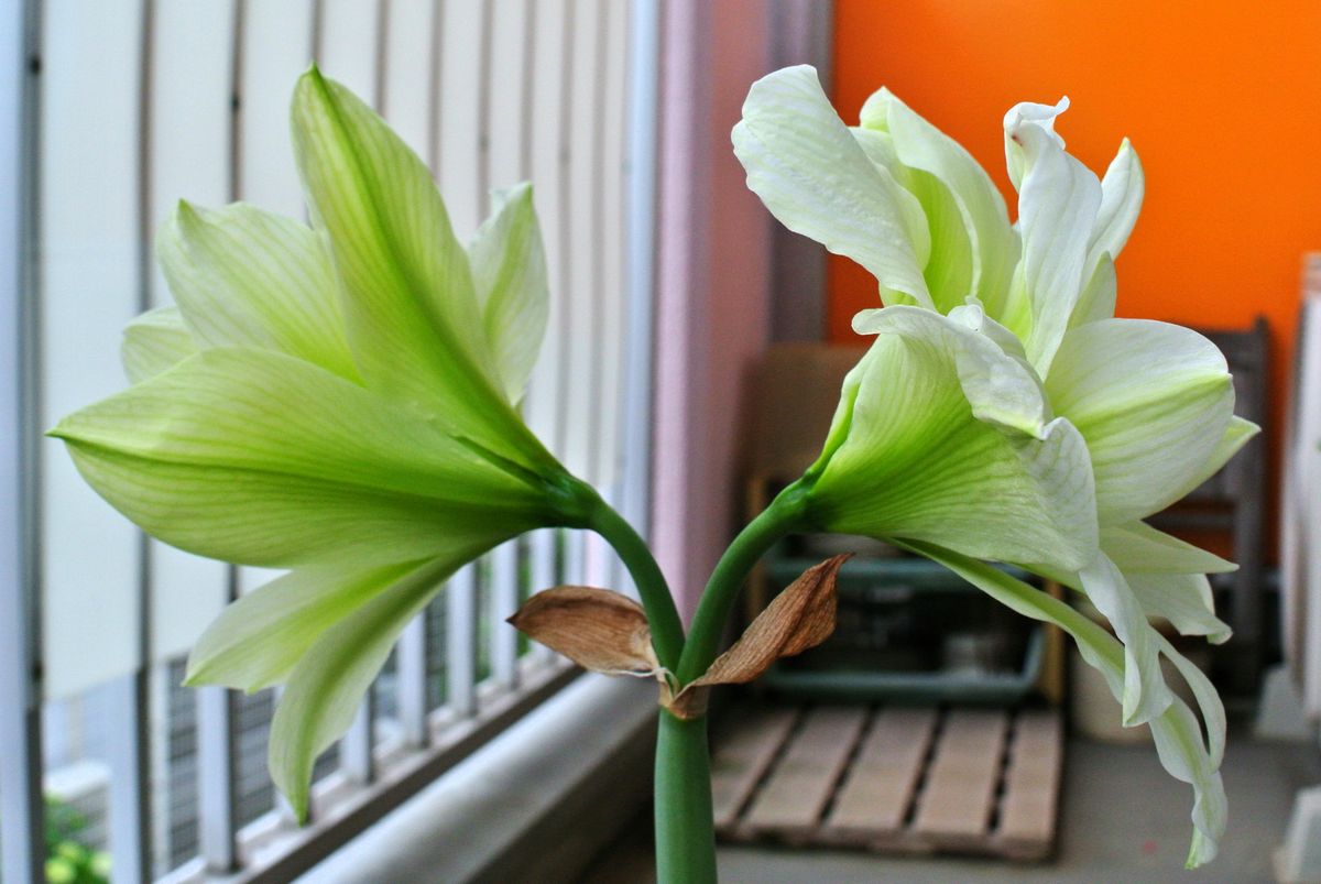 今日の花。(19/05/31) (^_^)v