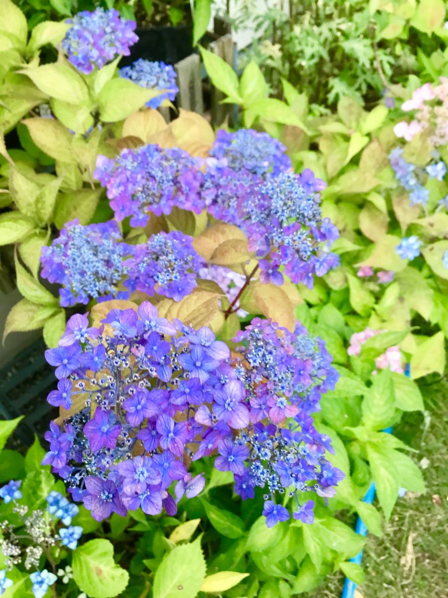 満開の山紫陽花③