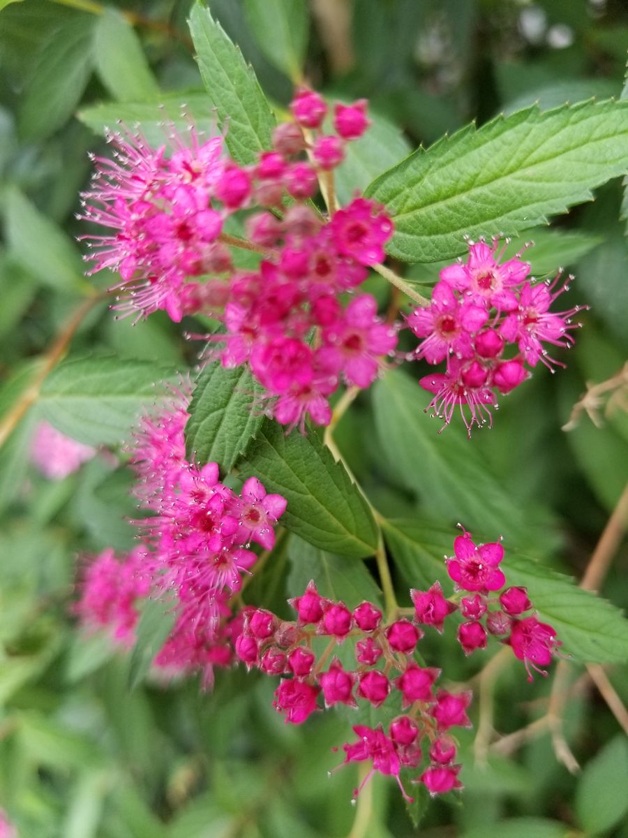 紫陽花💠シモツケ🌺咲いたよ