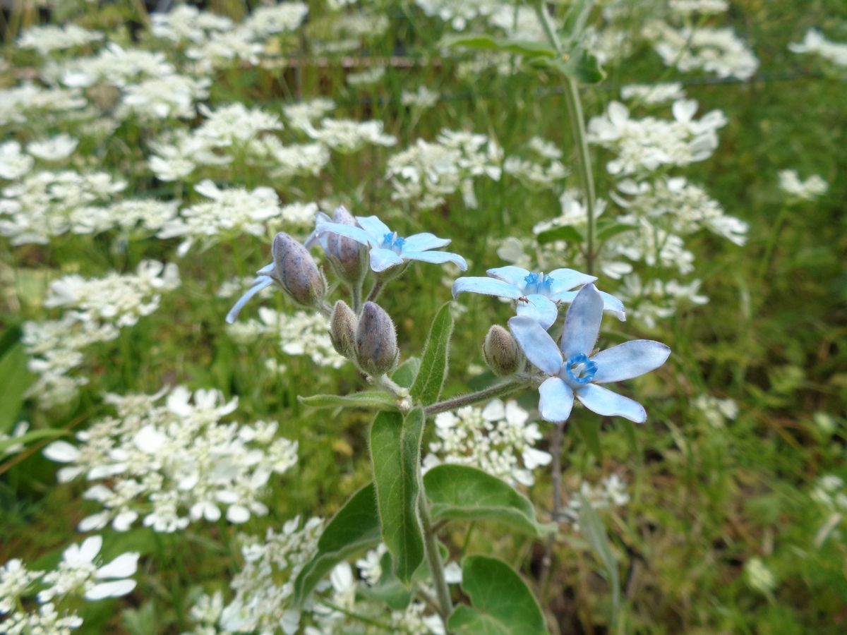 いろいろなお花たち