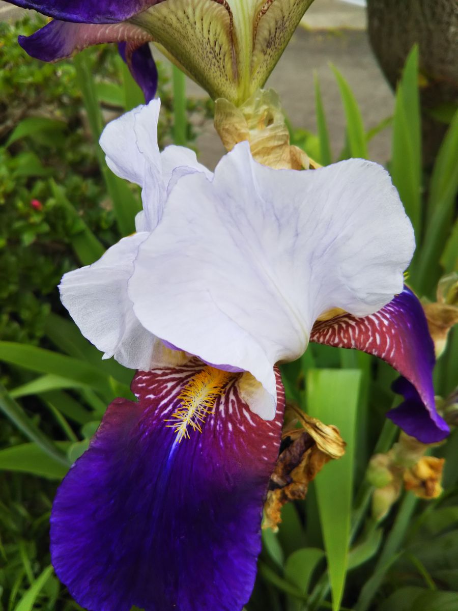 お花はやっぱり👍