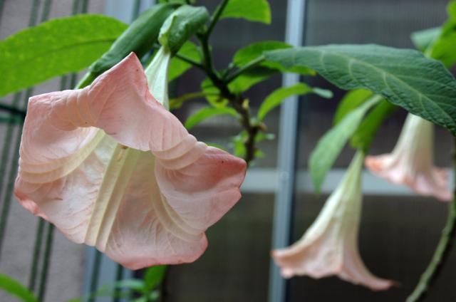 庭の花達（普通の花）