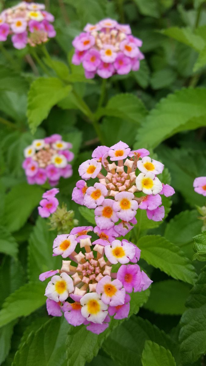 ふくおかルーバルガーデン2～庭便り❗ウォーキング🚶を再開して出会った🌼