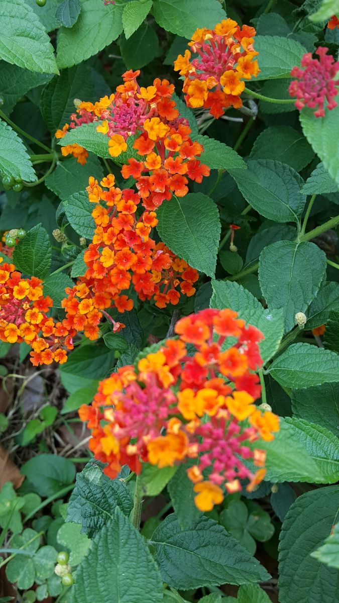 ふくおかルーバルガーデン2～庭便り❗ウォーキング🚶を再開して出会った🌼