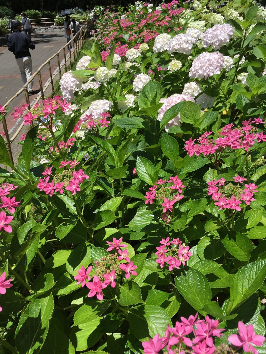 番の州公園の紫陽花