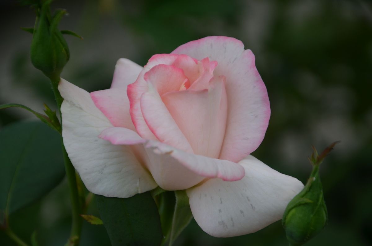 今朝の薔薇。