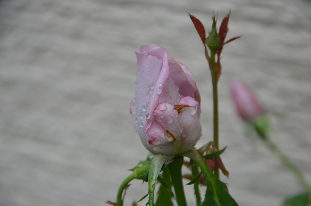 今朝の薔薇。