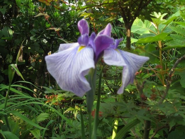 花つくり初デビュー