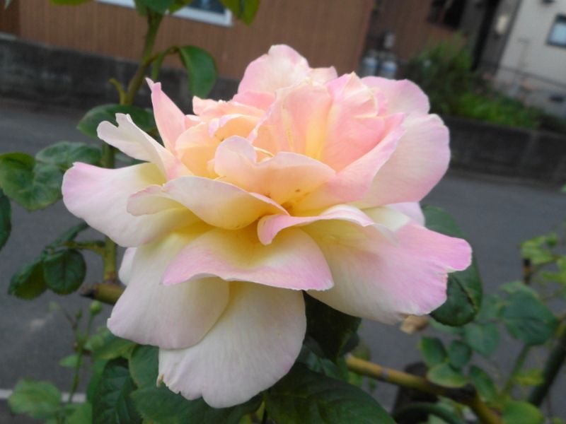 今日の薔薇(^^♪