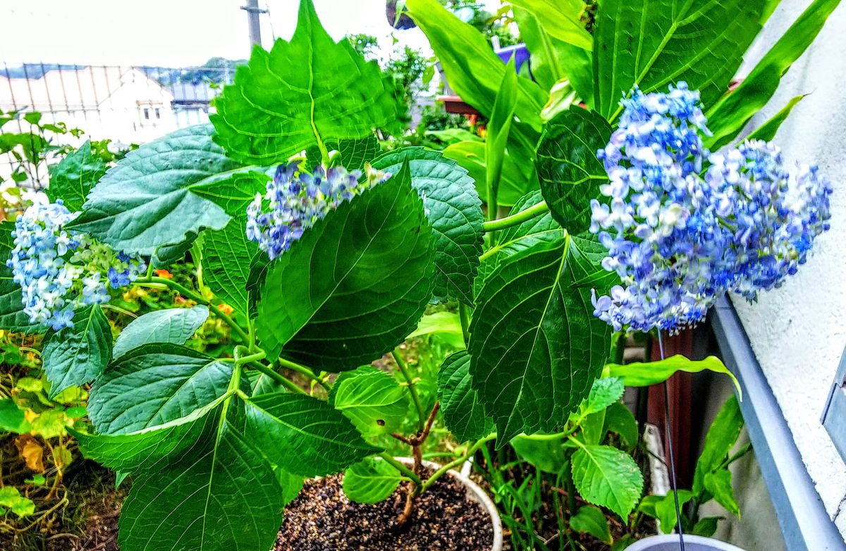 山紫陽花の新入り