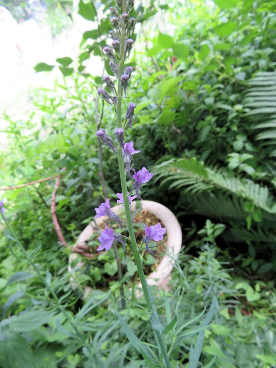 今日の花　(19.6.16)