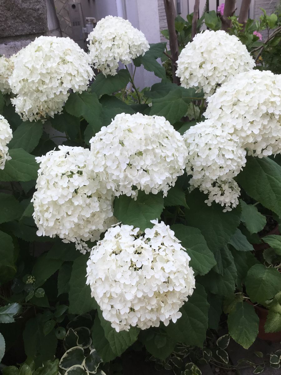 満開の紫陽花とアナベル