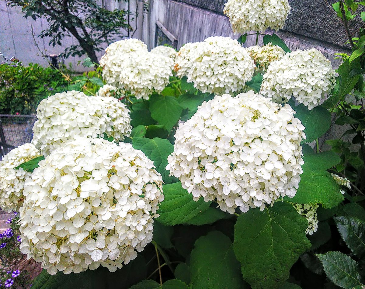 アナベルが大きな花に成りました🍀