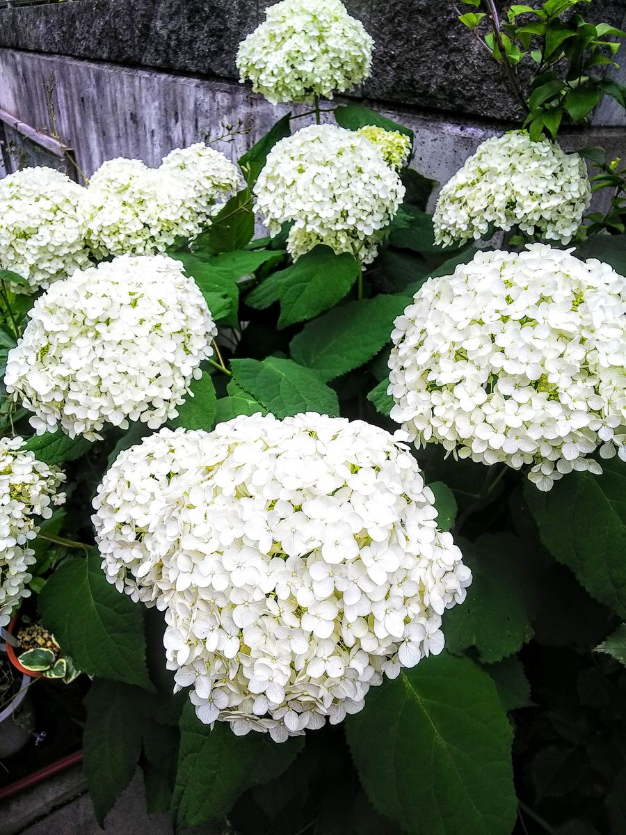 アナベルが大きな花に成りました🍀