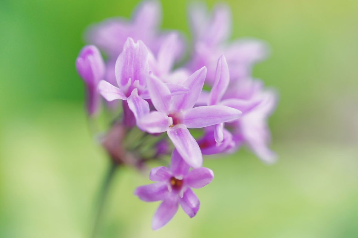 開花写真、アジサイほか