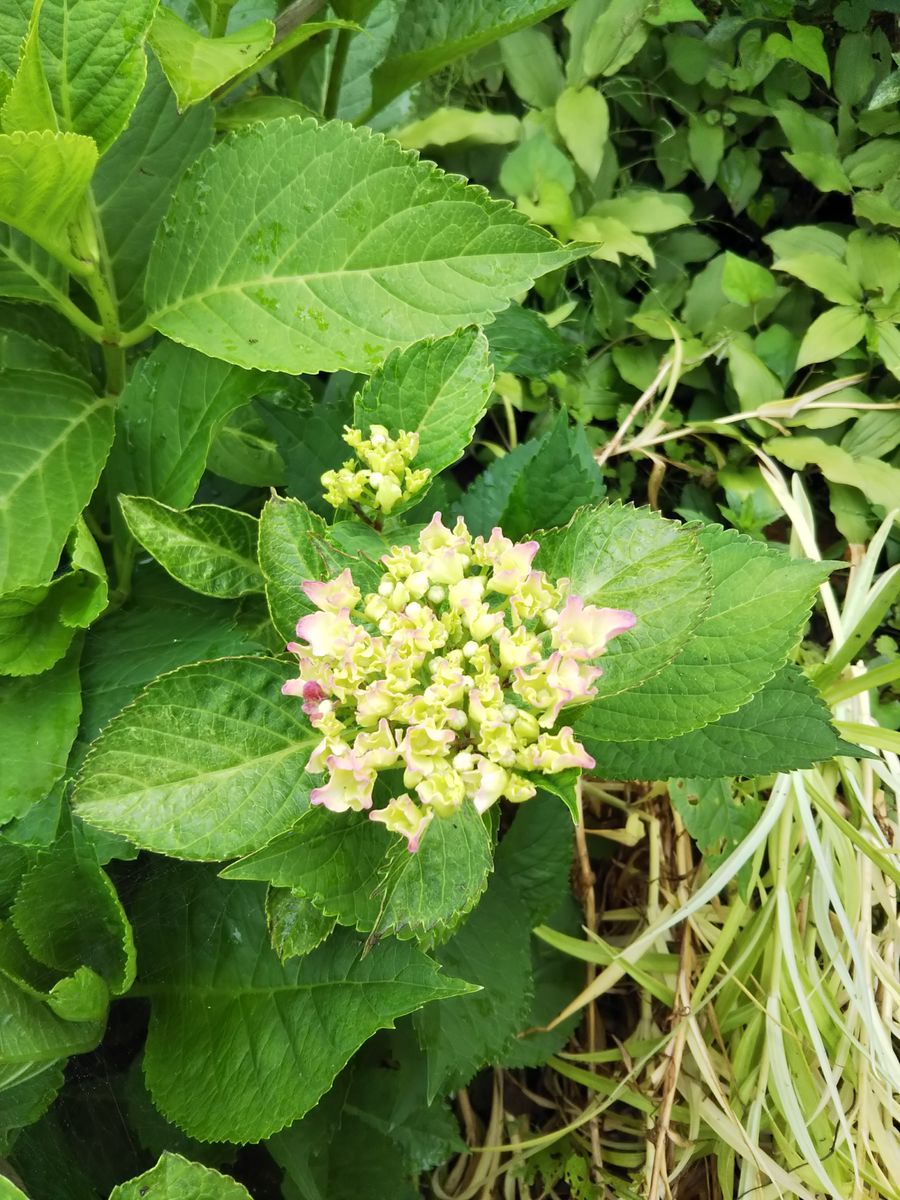 令和元年初夏の庭