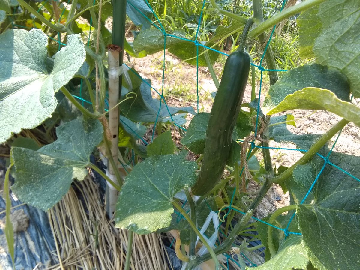 今日の菜園ですｏ(＾-＾)ｏ