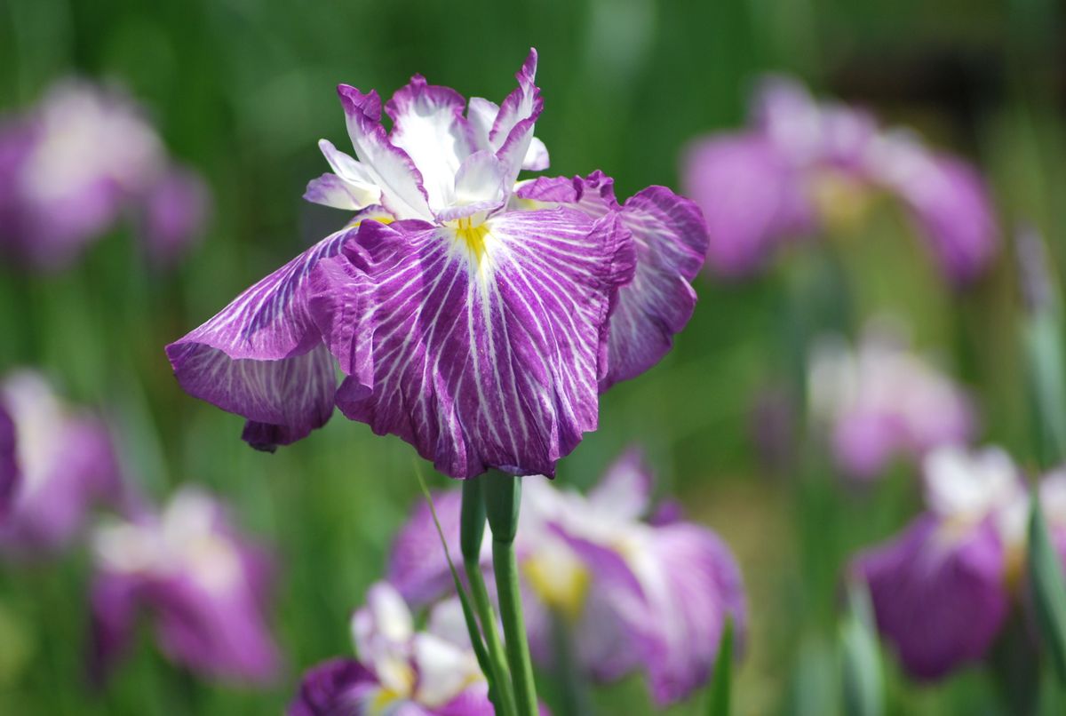 花菖蒲