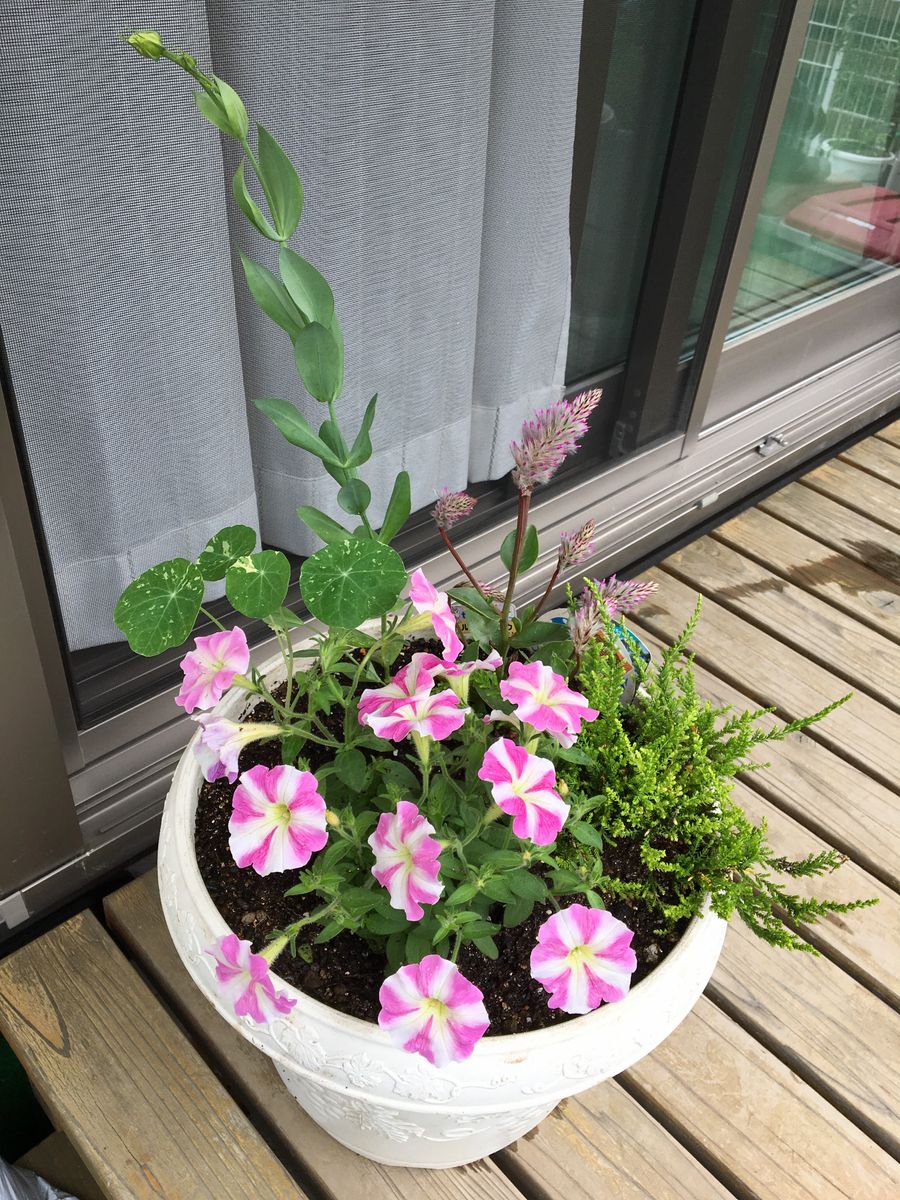 久しぶりに夏の寄せ植え