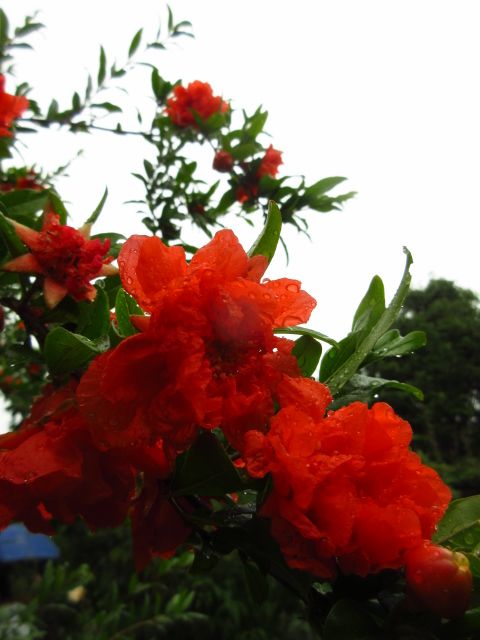 またまた…横浜花散歩。