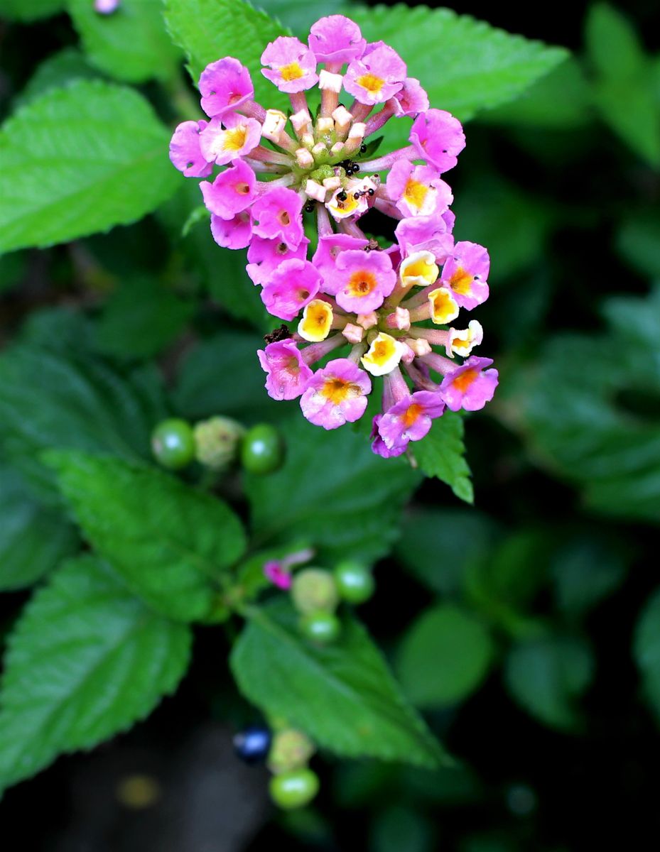 花はぽつぽつ