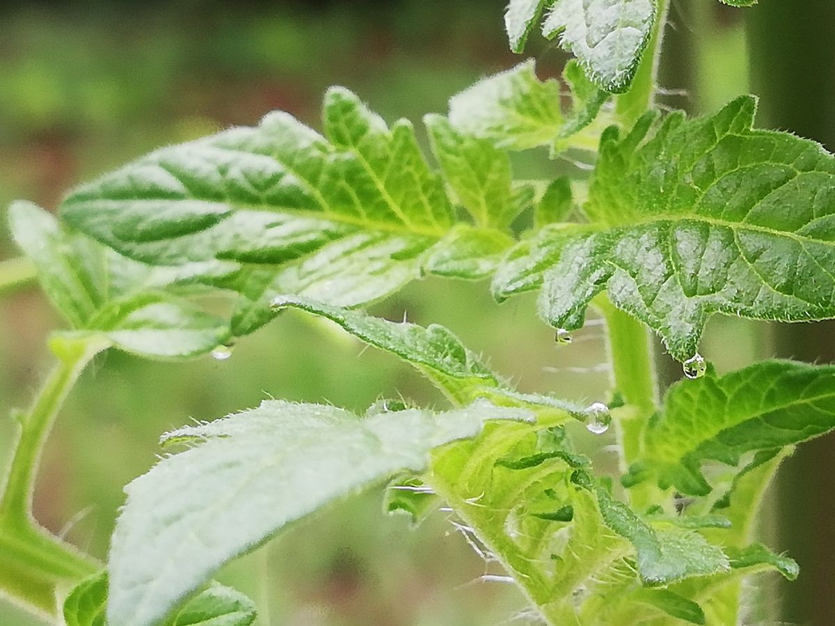 千果ﾁｬﾝ🍅の葉のしずく