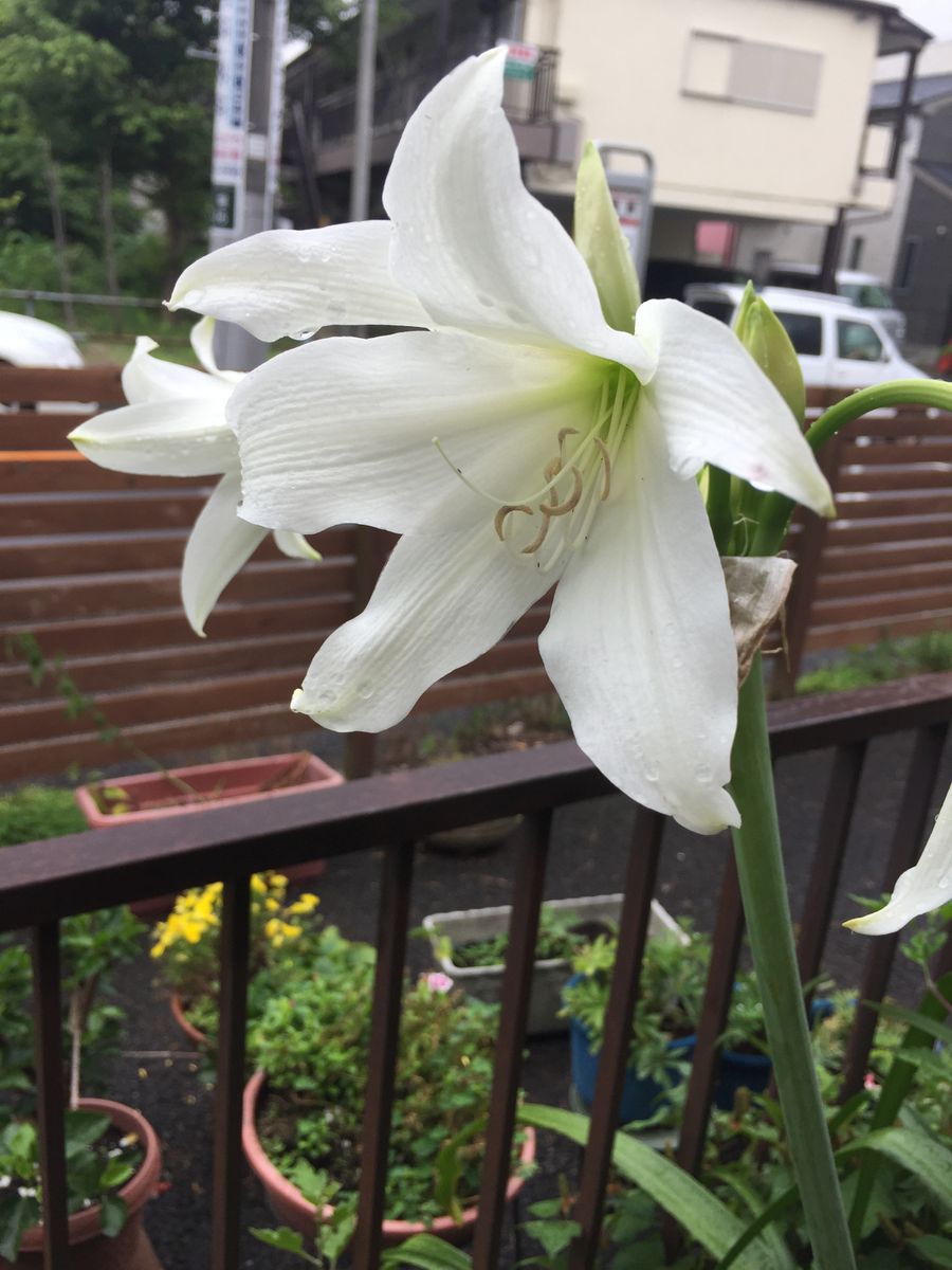 母親のうちの花