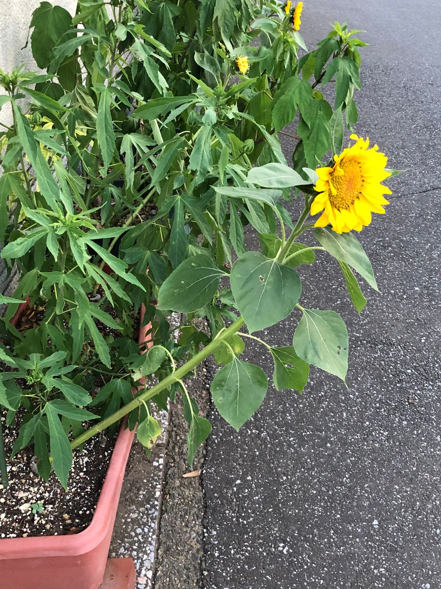 ひまわり🌻腹筋