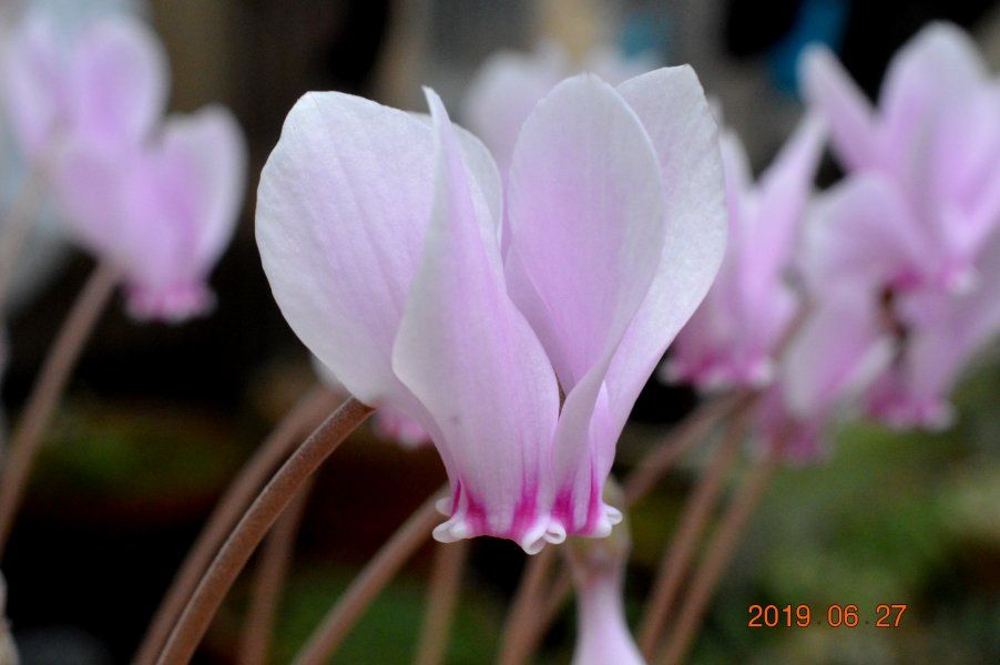 元気な原シク・ヘデリの花