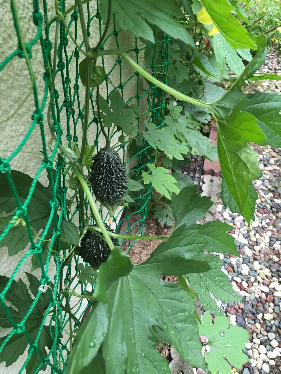 今日の植物たち