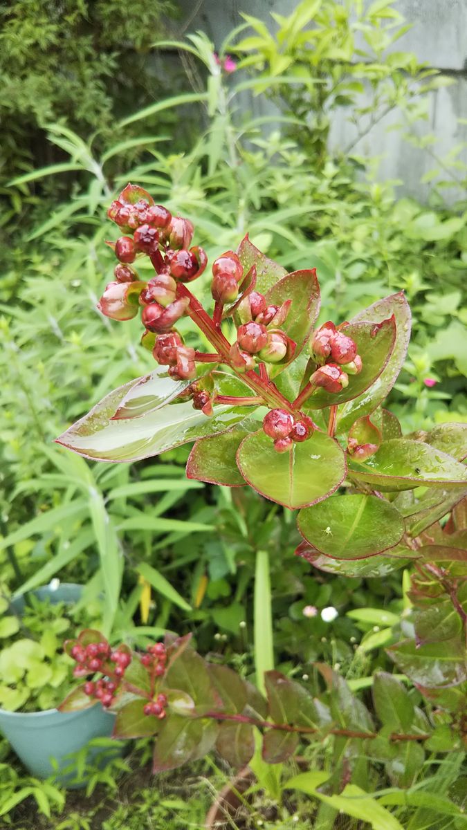 7月かぁ～