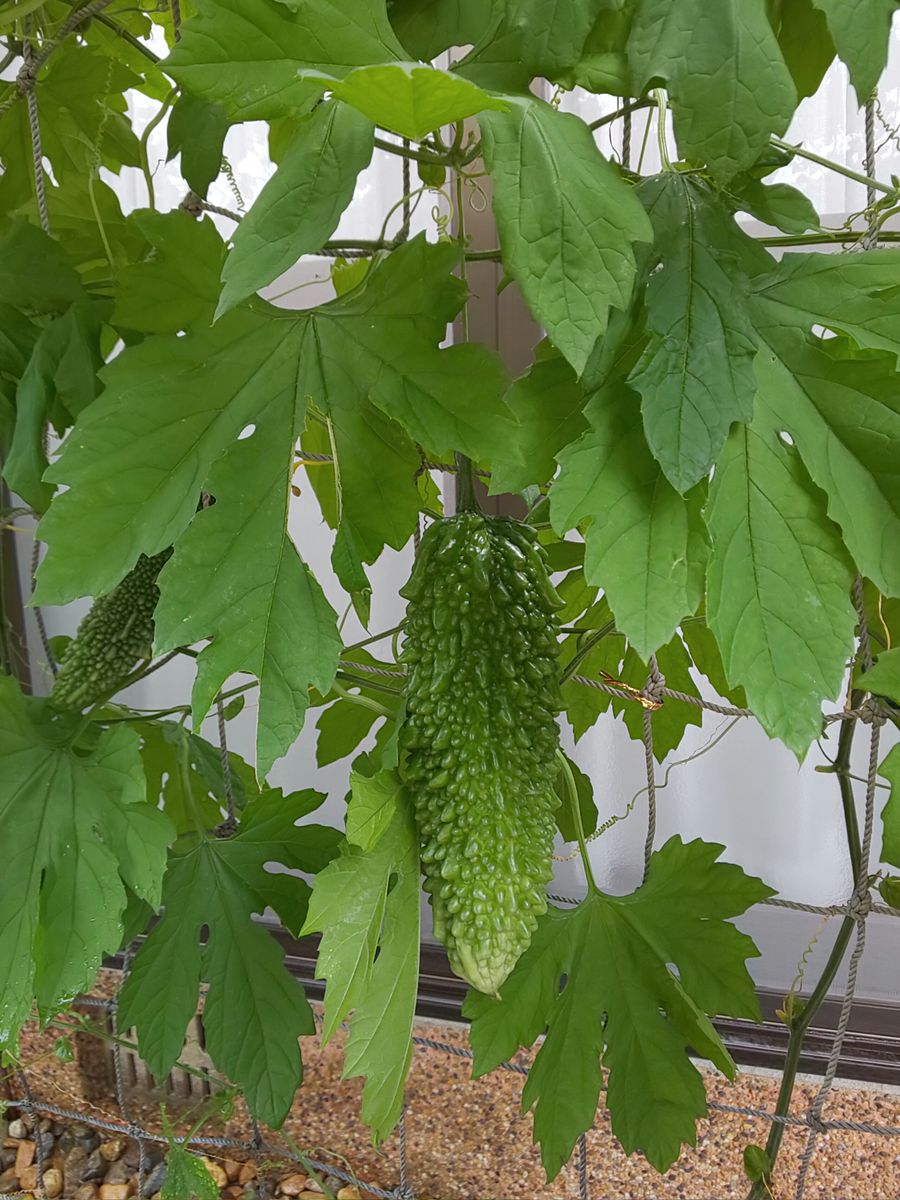 鉢植えだけ水やり🌱