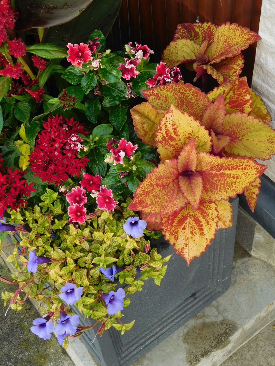 トレニア・コンカラーのお花