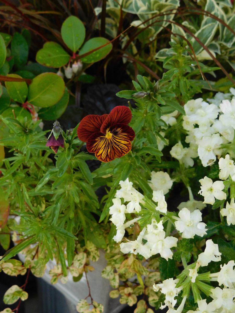 トレニア・コンカラーのお花