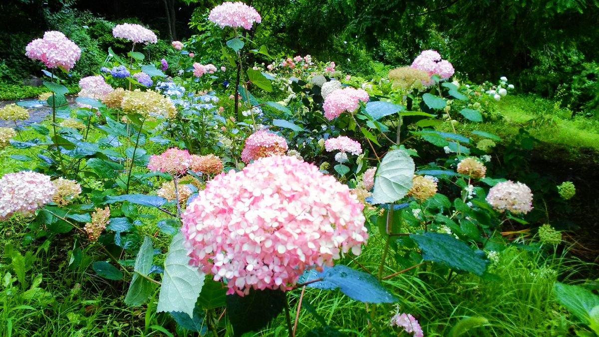 雨の中のバラ園