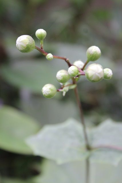 山野草