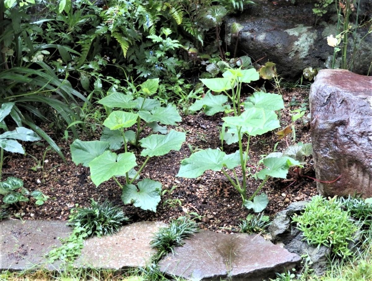 恵みの雨の庭先では