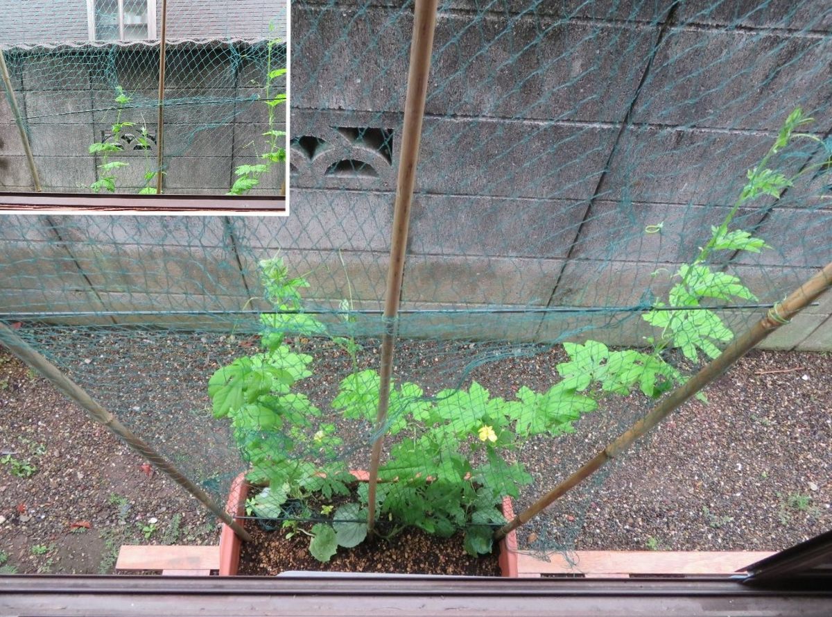 恵みの雨の庭先では