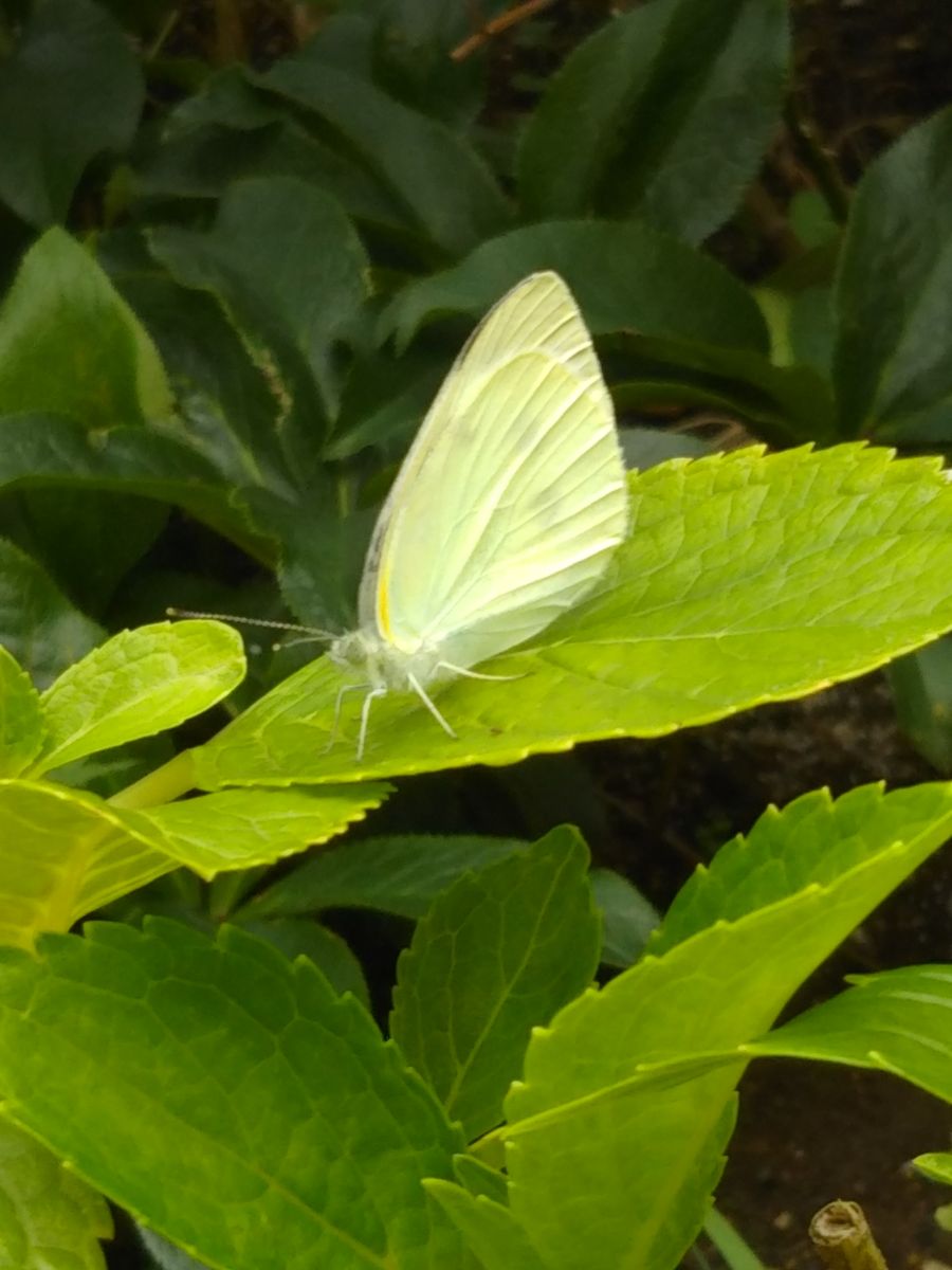 蝶～🦋～🎶