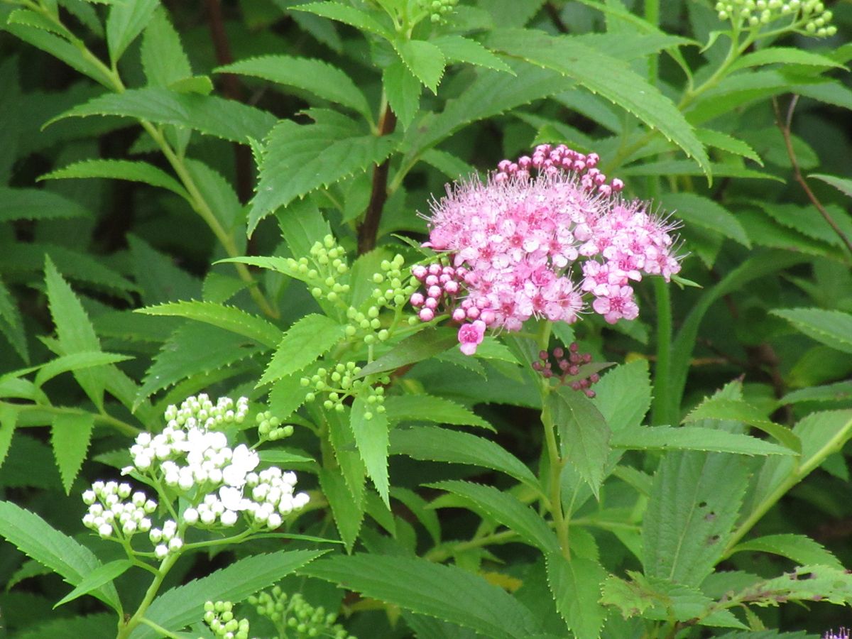 由愛(ゆめ)の花日記♪