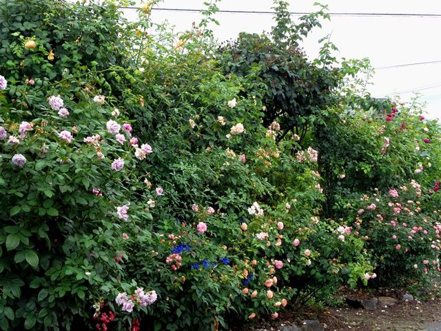 小雨の中のバラ⑦