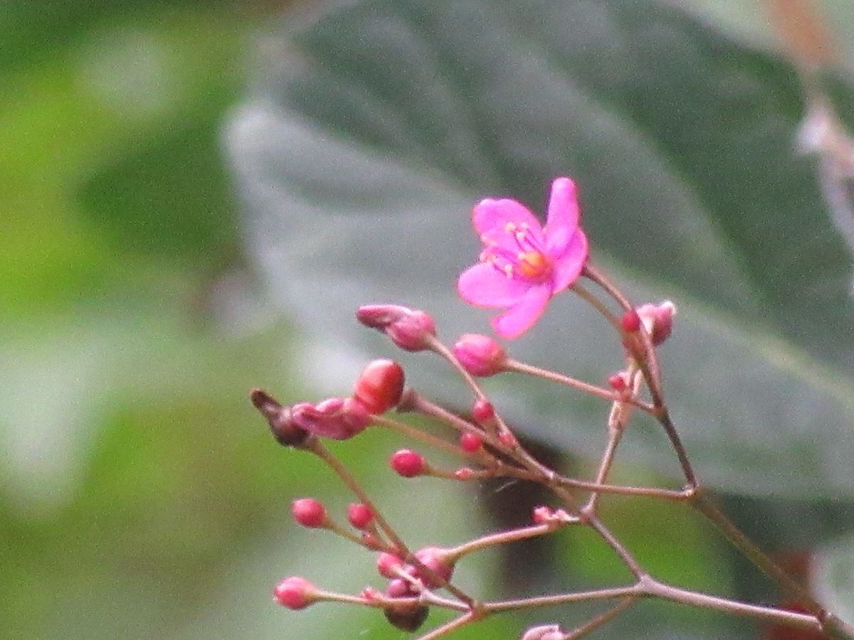 由愛(ゆめ)の花日記♪