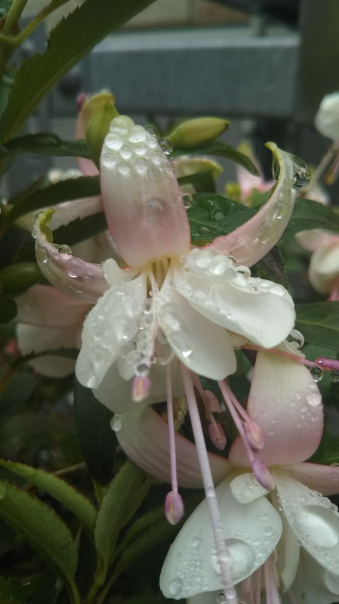 雨粒のキラキラ✨